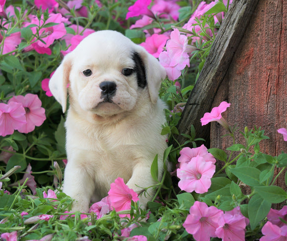 English Bulldog/Puggle For Sale Sugar Creek, OH Male- Arnold