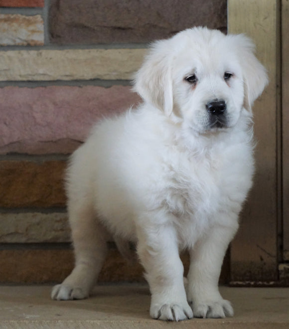 AKC Registered English Cream Golden Retriever For Sale Fredericksburg, OH Male- Romeo