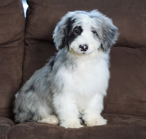 F1 Medium Sheepadoodle For Sale Wooster, Male- Logan