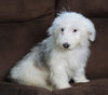 F1 Medium Sheepadoodle For Sale Wooster, OH Male- Asher