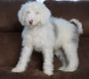 F1 Medium Sheepadoodle For Sale Wooster, OH Male- Beau