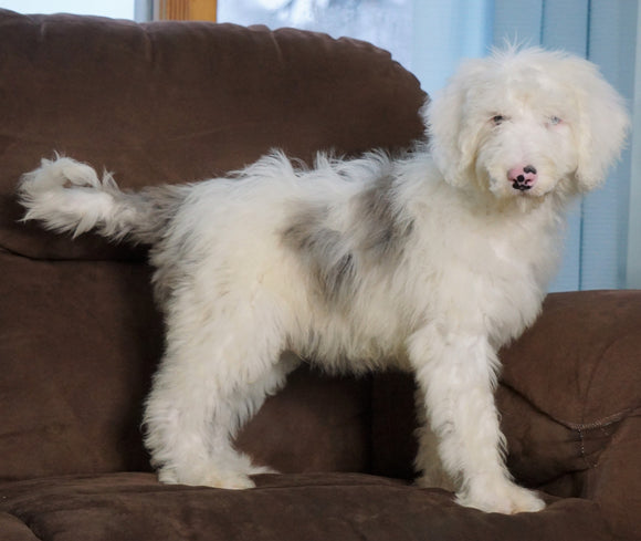 F1 Medium Sheepadoodle For Sale Wooster, OH Male- Beau