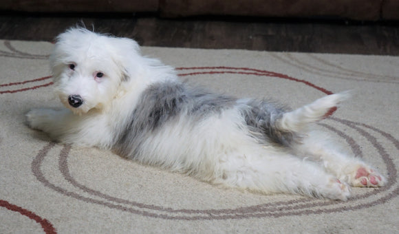 F1 Medium Sheepadoodle For Sale Wooster, OH Male- Asher