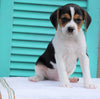 Cavalier/Jack Russel Mix For Sale Holmesville, OH Male- Omar