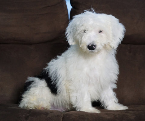 F1 Medium Sheepadoodle For Sale Wooster, OH Male- Dylan
