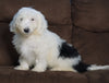 F1 Medium Sheepadoodle For Sale Wooster, OH Male- Dylan
