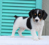 Cavalier/Jack Russel terrier Mix For Sale Holmesville, OH Male- Oscar