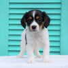 Cavalier/Jack Russel terrier Mix For Sale Holmesville, OH Male- Oscar