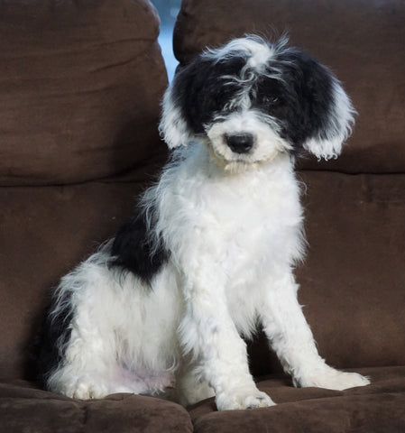 F1 Medium Sheepadoodle For Sale Wooster, OH Male- Bentley