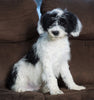 F1 Medium Sheepadoodle For Sale Wooster, OH Male- Bentley