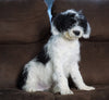 F1 Medium Sheepadoodle For Sale Wooster, OH Male- Bentley