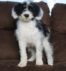 F1 Medium Sheepadoodle For Sale Wooster, OH Male- Bentley