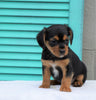 Cavalier/Jack Rusell Terrier Mix For Sale Holmesville, OH Male- Oliver