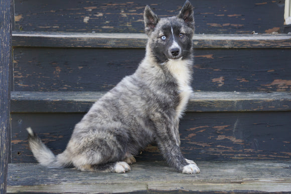 Pomsky For Sale Fredericksburg OH Male- Boomer