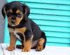 Cavalier/Jack Rusell Terrier Mix For Sale Holmesville, OH Male- Oliver