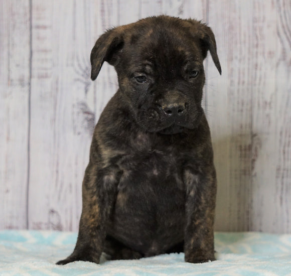 Cane Corso (Italian Mastiff) For Sale Fredericksburg, OH Male- Everest