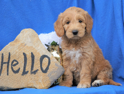 Mini Goldendoodle For Sale Holmesville, OH Male- Baxter