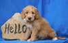 Mini Goldendoodle For Sale Holmesville, OH Male- Baxter