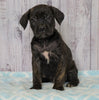 Cane Corso (Italian Mastiff) For Sale Fredericksburg, OH Female- Bella