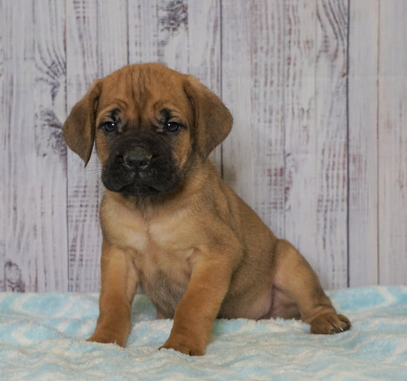 Cane Corso (Italian Mastiff) For Sale Fredericksburg, OH Male- Rocky