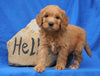 Mini Goldendoodle For Sale Holmesville, OH Male- Benson