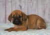 Cane Corso (Italian Mastiff) For Sale Fredericksburg, OH Male- Rocky