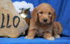Mini Goldendoodle For Sale Holmesville, OH Female- Missy