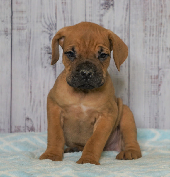 Cane Corso (Italian Mastiff) For Sale Fredericksburg, OH Male- Sarge