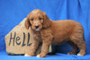 Mini Goldendoodle For Sale Holmesville, OH Male- Bentley