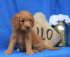 Mini Goldendoodle For Sale Holmesville, OH Female- Gracie