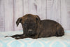 Cane Corso (Italian Mastiff) For Sale Fredericksburg, OH Female- Dixie