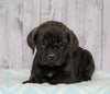 Cane Corso (Italian Mastiff) For Sale Fredericksburg, OH Male- Rex