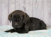 Cane Corso (Italian Mastiff) For Sale Fredericksburg, OH Male- Rex