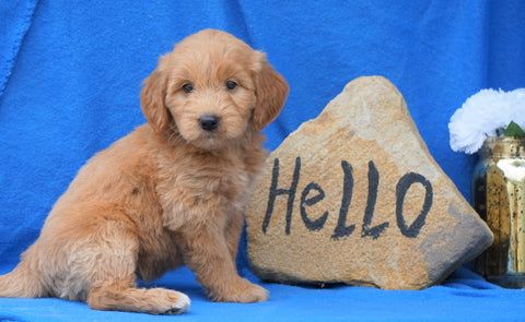 Mini Goldendoodle For Sale Holmesville, OH Female- Abby