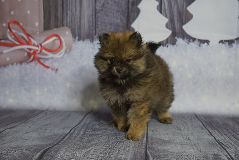 Pomeranian For Sale Fredericksburg, OH Male- Shorty