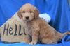 Mini Goldendoodle For Sale Holmesville, OH Female- Abby
