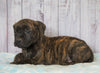 Cane Corso (Italian Mastiff) For Sale Fredericksburg, OH Male- Yukon