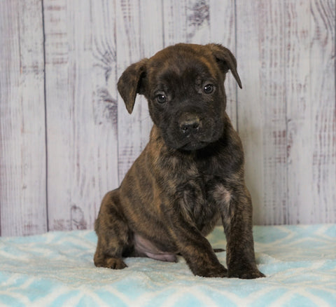 Cane Corso (Italian Mastiff) For Sale Fredericksburg, OH Male- Yukon