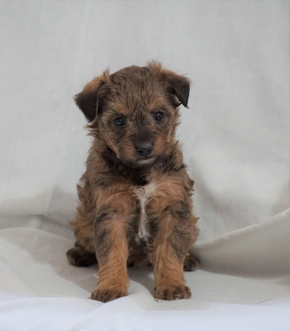 Foodle Puppy For Sale Millersburg, OH Female- Skye