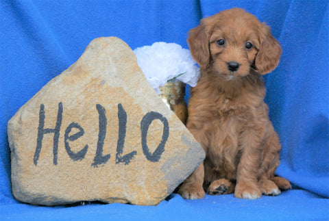 Mini Goldendoodle For Sale Holmesville, OH Female- Macey