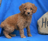 Mini Goldendoodle For Sale Holmesville, OH Female- Macey