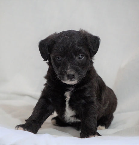 Foodle Puppy For Sale Millersburg, OH Male- Hudson
