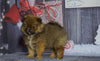 Pomeranian For Sale Fredericksburg, Ohio Male- Rowdy