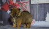 Pomeranian For Sale Fredericksburg, Ohio Male- Rowdy