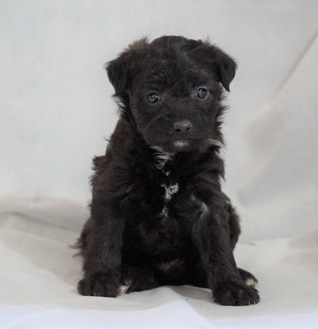 Foodle Puppy For Sale Millersburg, OH Female- Carly