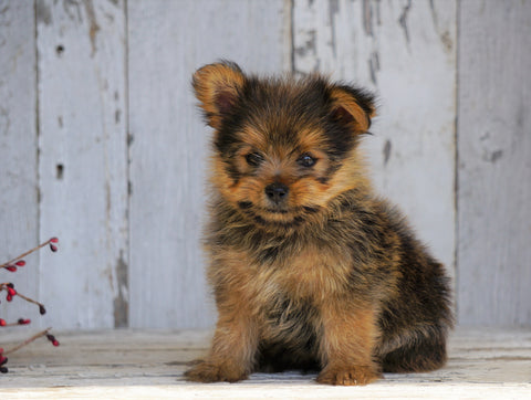 Yorkshire Terrier/Pomeranian Mix Puppy For Sale Millersburg, OH Male- Clifford