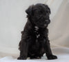 Foodle Puppy For Sale Millersburg, OH Female- Carly