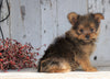 Yorkshire Terrier/Pomeranian Mix Puppy For Sale Millersburg, OH Male- Clifford