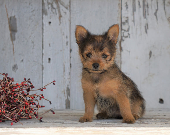 Yorkshire Terrier/Pomeranian Mix Puppy For Sale Millersburg, OH Female- Cinderella