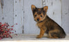 Yorkshire Terrier/Pomeranian Mix Puppy For Sale Millersburg, OH Female- Cinderella